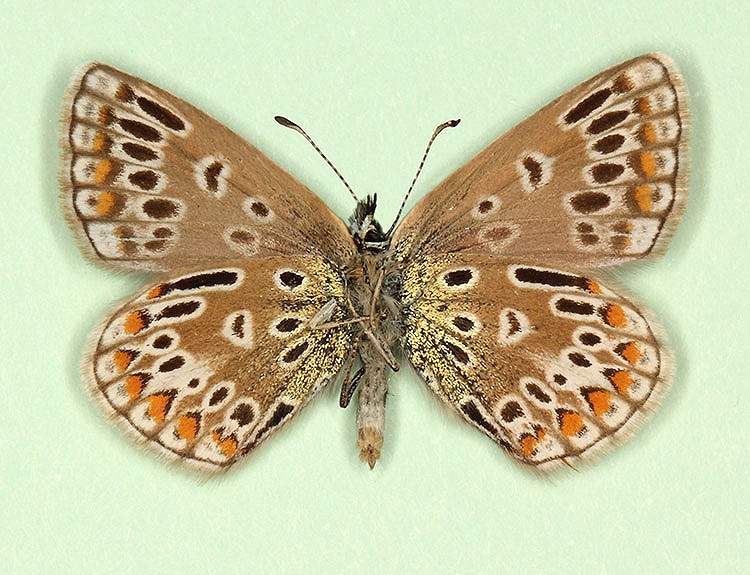Polyommatus icarus female (aberrant form radiata, verso) (Internet Image property of respective owner, non-commercial use only)